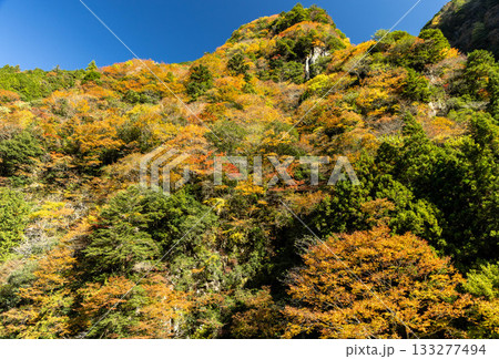 秋の紅葉に染まる名張の香落渓 133277494