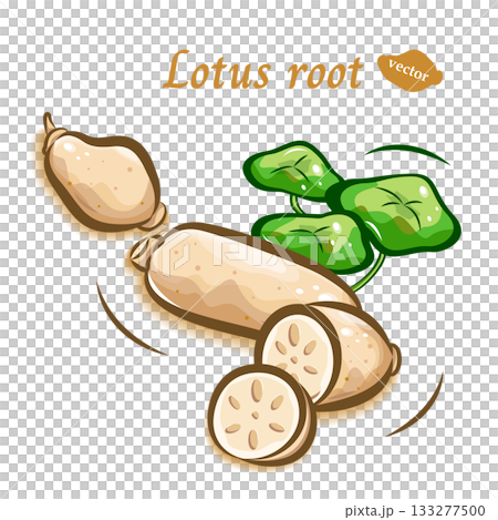 Pop illustration material of lotus root | Cute vegetables | Vector Pop illustration material of lotus root | Cute vegetables | Vector 133277500