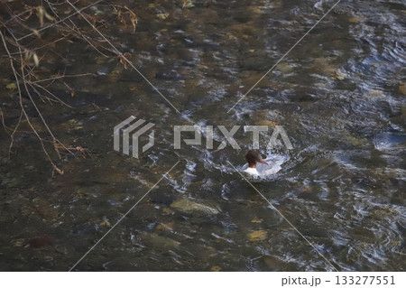 北海道の初冬 川面を進むカワアイサのメス 北海道の初冬 川面を進むカワアイサのメス 133277551