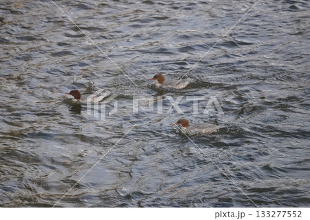 北海道の初冬 川面を進むカワアイサ 雌鳥の群れ 北海道の初冬 川面を進むカワアイサ 雌鳥の群れ 133277552