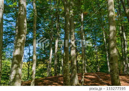 ブナ林の青空 133277595