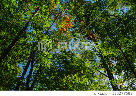 ブナ林の紅葉 133277598