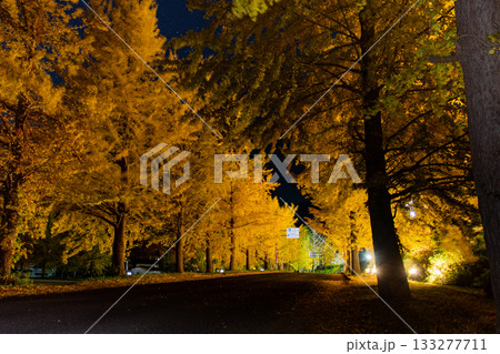 神鍋高原の銀杏並木 横 夜に黄金色に輝く秋の幻想的な風景 神鍋高原の銀杏並木 横 夜に黄金色に輝く秋の幻想的な風景 133277711