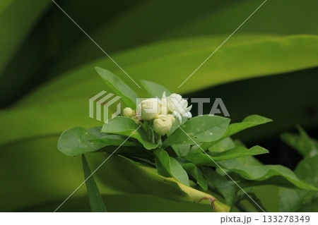 Close up of white citrus jasmine flowers growing outdoor 133278349
