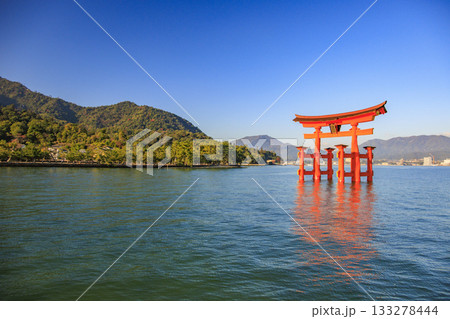 紅葉見頃な宮島紅葉谷公園と厳島神社 133278444