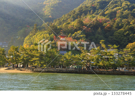 紅葉見頃な宮島紅葉谷公園と厳島神社 133278445