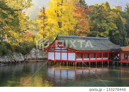 紅葉見頃な宮島紅葉谷公園と厳島神社 紅葉見頃な宮島紅葉谷公園と厳島神社 133278448