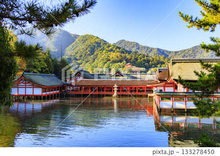 紅葉見頃な宮島紅葉谷公園と厳島神社 133278450