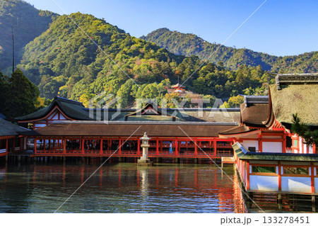 紅葉見頃な宮島紅葉谷公園と厳島神社 133278451