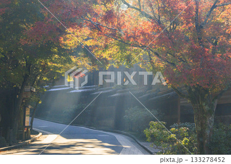 紅葉見頃な宮島紅葉谷公園と厳島神社 133278452