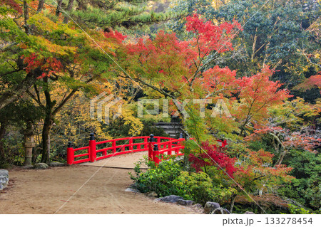 紅葉見頃な宮島紅葉谷公園と厳島神社 紅葉見頃な宮島紅葉谷公園と厳島神社 133278454