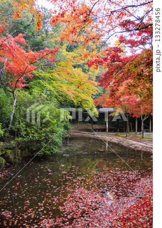 紅葉見頃な宮島紅葉谷公園と厳島神社 133278456