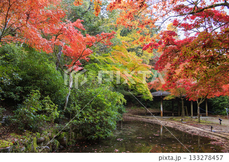 紅葉見頃な宮島紅葉谷公園と厳島神社 133278457