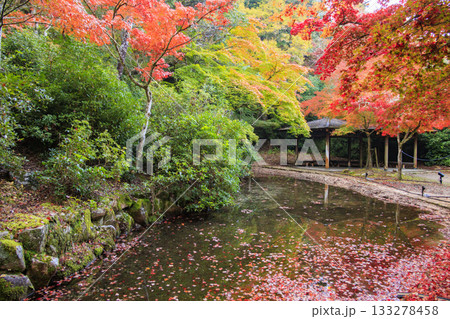 紅葉見頃な宮島紅葉谷公園と厳島神社 133278458