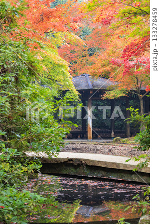 紅葉見頃な宮島紅葉谷公園と厳島神社 紅葉見頃な宮島紅葉谷公園と厳島神社 133278459