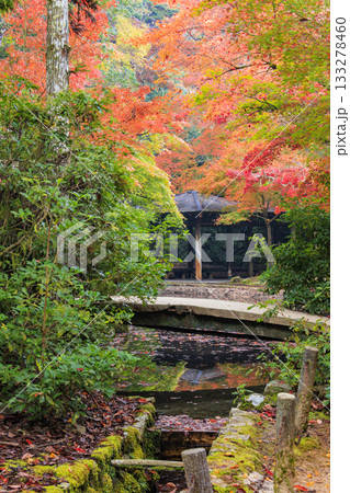 紅葉見頃な宮島紅葉谷公園と厳島神社 133278460