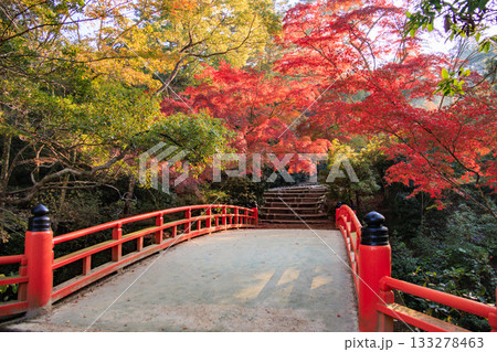 紅葉見頃な宮島紅葉谷公園と厳島神社 133278463