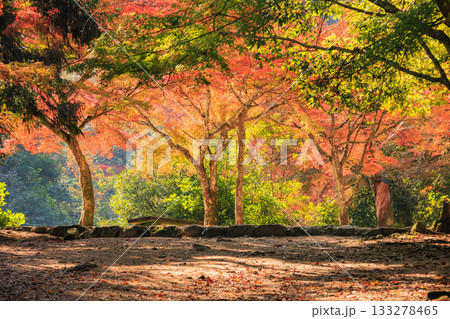 紅葉見頃な宮島紅葉谷公園と厳島神社 133278465