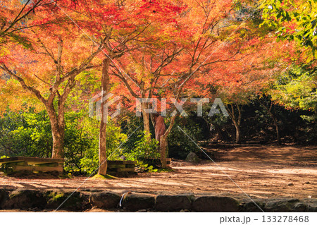 紅葉見頃な宮島紅葉谷公園と厳島神社 133278468