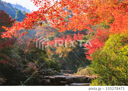 紅葉見頃な宮島紅葉谷公園と厳島神社 紅葉見頃な宮島紅葉谷公園と厳島神社 133278471