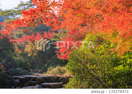 紅葉見頃な宮島紅葉谷公園と厳島神社 133278472
