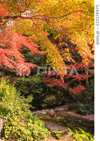 紅葉見頃な宮島紅葉谷公園と厳島神社 133278473