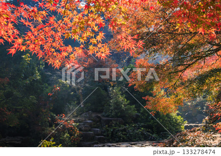 紅葉見頃な宮島紅葉谷公園と厳島神社 133278474