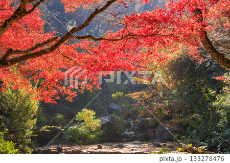 紅葉見頃な宮島紅葉谷公園と厳島神社 133278476