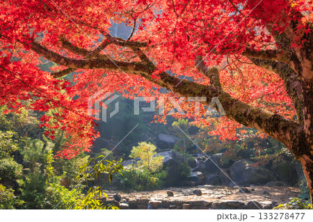 紅葉見頃な宮島紅葉谷公園と厳島神社 133278477