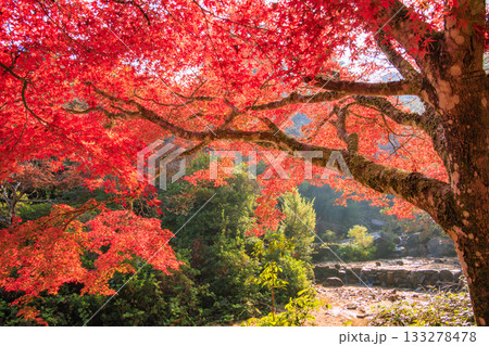 紅葉見頃な宮島紅葉谷公園と厳島神社 紅葉見頃な宮島紅葉谷公園と厳島神社 133278478