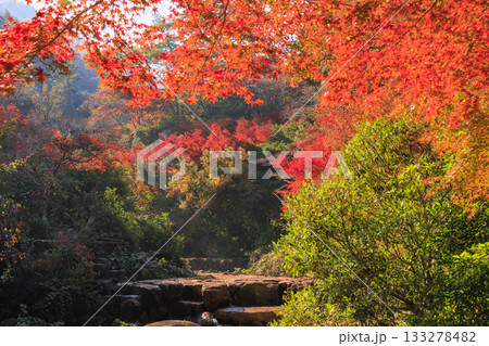 紅葉見頃な宮島紅葉谷公園と厳島神社 133278482