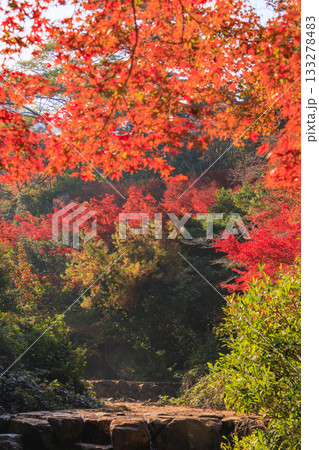 紅葉見頃な宮島紅葉谷公園と厳島神社 紅葉見頃な宮島紅葉谷公園と厳島神社 133278483