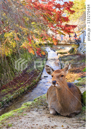 紅葉見頃な宮島紅葉谷公園と厳島神社 紅葉見頃な宮島紅葉谷公園と厳島神社 133278484