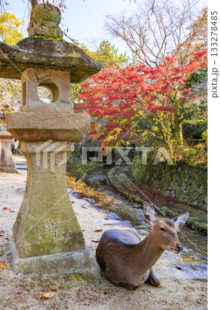 紅葉見頃な宮島紅葉谷公園と厳島神社 133278485