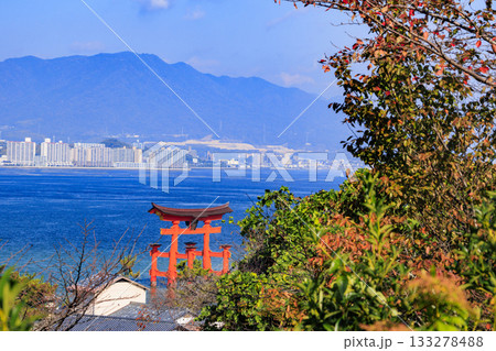紅葉見頃な宮島紅葉谷公園と厳島神社 紅葉見頃な宮島紅葉谷公園と厳島神社 133278488