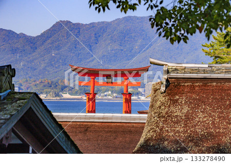 紅葉見頃な宮島紅葉谷公園と厳島神社 133278490