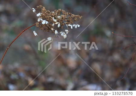 北海道の秋　ヤマアジサイ　ノリウツギの枯れ木　スペース多め 133278570