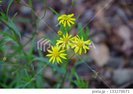 特定外来生物 ナルトサワギク 特定外来生物 ナルトサワギク 133278671