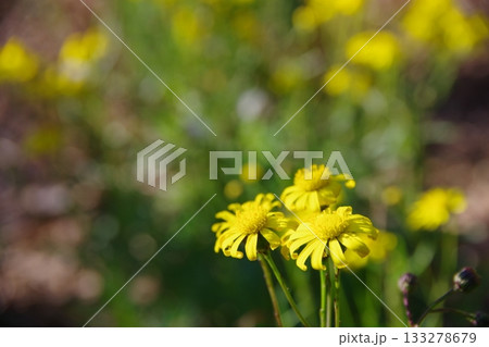 特定外来生物　ナルトサワギク　 133278679