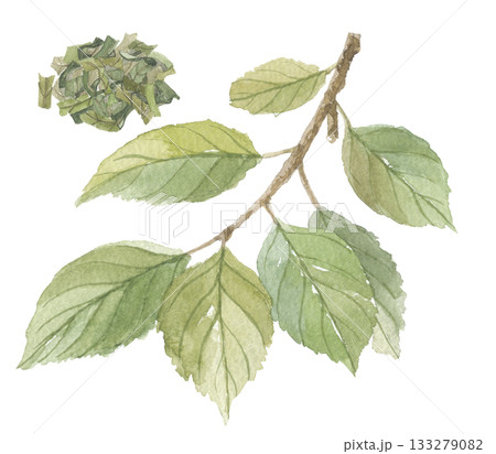 水彩で描いた柿の葉と茶葉 133279082