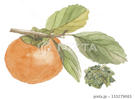 水彩で描いた枝付き柿と茶葉 水彩で描いた枝付き柿と茶葉 133279083