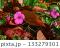 可愛いピンクの花と秋の落ち葉 133279301