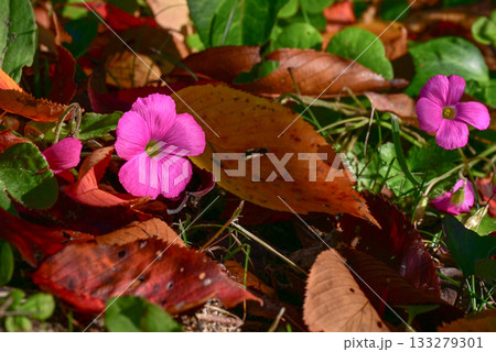 可愛いピンクの花と秋の落ち葉 可愛いピンクの花と秋の落ち葉 133279301
