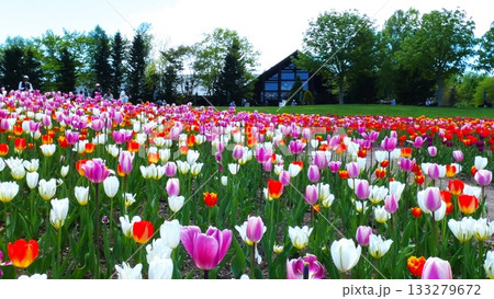 満開に咲き誇るチューリップ畑 133279672
