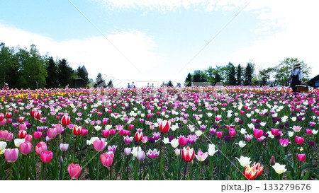 満開に咲き誇るチューリップ畑 133279676