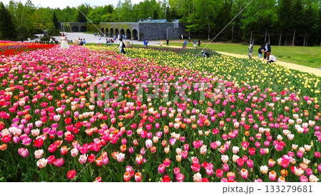 満開に咲き誇るチューリップ畑 133279681