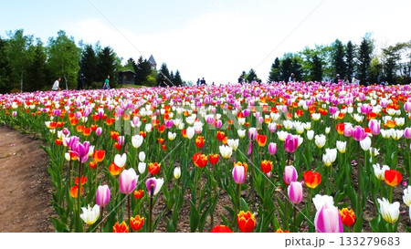 満開に咲き誇るチューリップ畑 満開に咲き誇るチューリップ畑 133279683