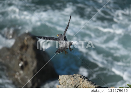 秋の伊良湖岬 日出園地の海岸を飛翔するチゴハヤブサ 秋の伊良湖岬 日出園地の海岸を飛翔するチゴハヤブサ 133279686