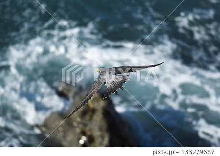 秋の伊良湖岬　日出園地の海岸を飛翔するチゴハヤブサ 133279687