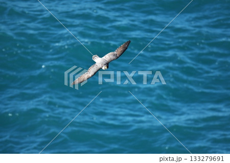 秋の伊良湖岬　日出園地の海岸を飛翔するチゴハヤブサ 133279691